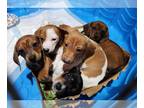 Dachshund PUPPY FOR SALE ADN-773528 - akc mini dachshund puppies