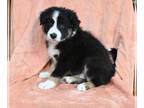 Border Collie PUPPY FOR SALE ADN-773525 - ABCA Border Collie For Sale Warsaw OH