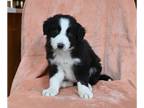 Border Collie PUPPY FOR SALE ADN-773524 - ABCA Border Collie For Sale Warsaw OH