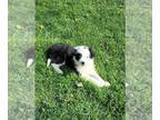 Border Collie PUPPY FOR SALE ADN-773523 - ABCA Border Collie For Sale Warsaw OH
