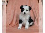 Border Collie PUPPY FOR SALE ADN-773520 - ABCA Border Collie For Sale Warsaw OH