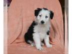 Border Collie PUPPY FOR SALE ADN-773519 - ABCA Border Collie For Sale Warsaw OH