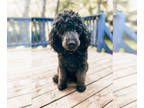 Poodle (Standard) PUPPY FOR SALE ADN-773515 - 3 year old poodle