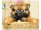 Pomeranian PUPPY FOR SALE ADN-773514 - Chicago Tiny Toy Pomeranian Babies