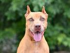 Adopt PEARL a Pit Bull Terrier