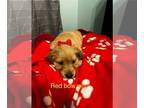 Golden Retriever PUPPY FOR SALE ADN-773504 - Red Bow Girl