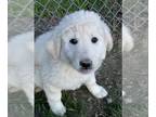 Anatolian Shepherd PUPPY FOR SALE ADN-773498 - Anatolian Shepherd Puppies for