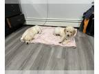 Golden Retriever PUPPY FOR SALE ADN-773494 - Golden retriever puppies