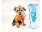 Yorkshire Terrier PUPPY FOR SALE ADN-773491 - Teacup Yorkie Puppy For Sale