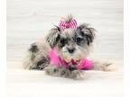 Pom-A-Poo PUPPY FOR SALE ADN-773488 - RARE Pomapoo Puppy For Sale