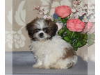 Shih Tzu PUPPY FOR SALE ADN-773465 - Shih Tzu