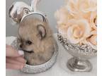 Pomeranian PUPPY FOR SALE ADN-773463 - Pomeranian puppies micro teacup