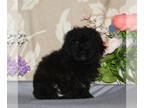 Shih-Poo PUPPY FOR SALE ADN-773462 - f1 Shihpoo