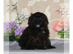 Shih-Poo PUPPY FOR SALE ADN-773460 - f1 Shihpoo