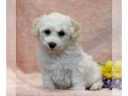 Bichon Frise PUPPY FOR SALE ADN-773457 - Bichon Frise