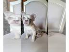 French Bulldog PUPPY FOR SALE ADN-773452 - Fluffy Tito