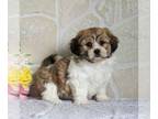 Zuchon PUPPY FOR SALE ADN-773446 - f1 Shichon