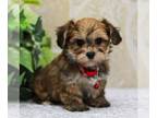 Yo-Chon PUPPY FOR SALE ADN-773443 - f1 Yorkiechon