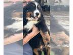 Bernese Mountain Dog PUPPY FOR SALE ADN-773409 - Bernese mountain dog puppies