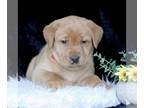 Labrador Retriever PUPPY FOR SALE ADN-773393 - Fox Red Labrador Retriever
