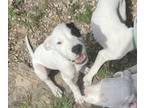 Dogo Argentino PUPPY FOR SALE ADN-773387 - Dogo Argentino Puppies