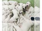Dogo Argentino PUPPY FOR SALE ADN-773387 - Dogo Argentino Puppies