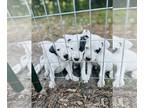 Dogo Argentino PUPPY FOR SALE ADN-773387 - Dogo Argentino Puppies