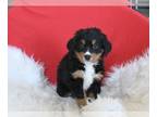 Bernese Mountain Dog PUPPY FOR SALE ADN-773386 - AKC Bernese Mountain Dog For