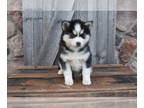 Pomsky PUPPY FOR SALE ADN-773384 - Pomsky For Sale Wooster OH