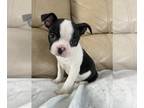 Boston Terrier PUPPY FOR SALE ADN-773376 - Boston terrier