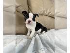 Boston Terrier PUPPY FOR SALE ADN-773375 - Girl 2