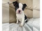 Boston Terrier PUPPY FOR SALE ADN-773374 - Boston female