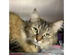 Adopt Muffin a Domestic Long Hair