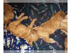 Goldendoodle PUPPY FOR SALE ADN-773425 - Golden Doodle pups