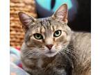 Adopt Mercy a Tabby