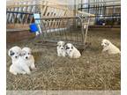 Akbash Dog-Golden Pyrenees Mix PUPPY FOR SALE ADN-773333 - Livestock