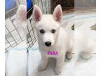 Siberian Husky PUPPY FOR SALE ADN-773303 - White pure Bred