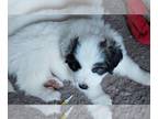 Great Pyrenees PUPPY FOR SALE ADN-773300 - Great pyrenees puppies