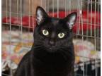 Adopt Spice a Domestic Short Hair