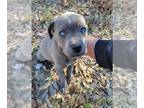 Cane Corso PUPPY FOR SALE ADN-773287 - Cane Corso Puppies