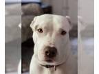 American Pit Bull Terrier DOG FOR ADOPTION ADN-773305 - Pitbull for Sale
