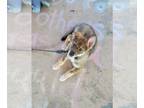 German Shepherd Dog DOG FOR ADOPTION ADN-773208 - Male puppy