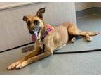 Adopt VALERIA a German Shepherd Dog