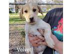 Adopt Velvet a Labrador Retriever