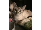 Adopt Ambrosia a Domestic Short Hair