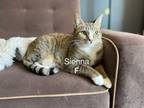 Adopt Sienna a Domestic Short Hair