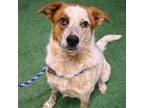 Adopt PASSRITA a Australian Cattle Dog / Blue Heeler, Mixed Breed