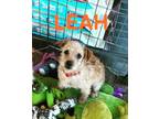 Adopt Leah a Terrier
