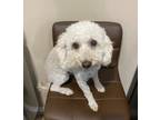 Adopt Rubi in TX a Poodle