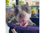 Adopt Jude a American Bully, Pit Bull Terrier